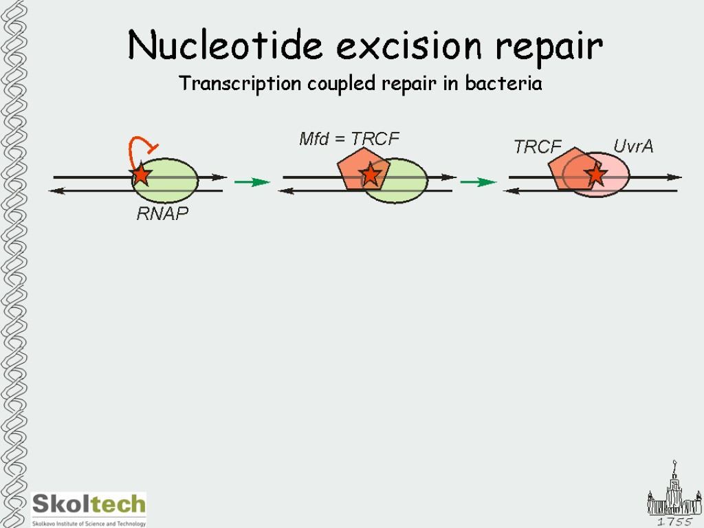 Nucleotide excision repair Transcription coupled repair in bacteria